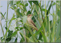 cannaiola verdognola