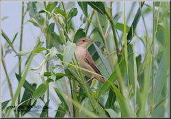 cannaiola verdognola