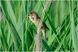 cannaiola verdognola