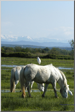 cavalli camargue