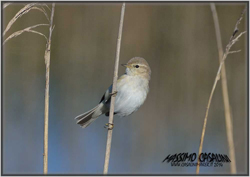 luì piccolo siberiano