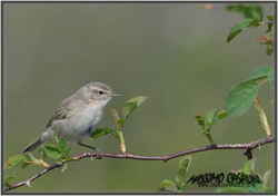 luì piccolo siberiano