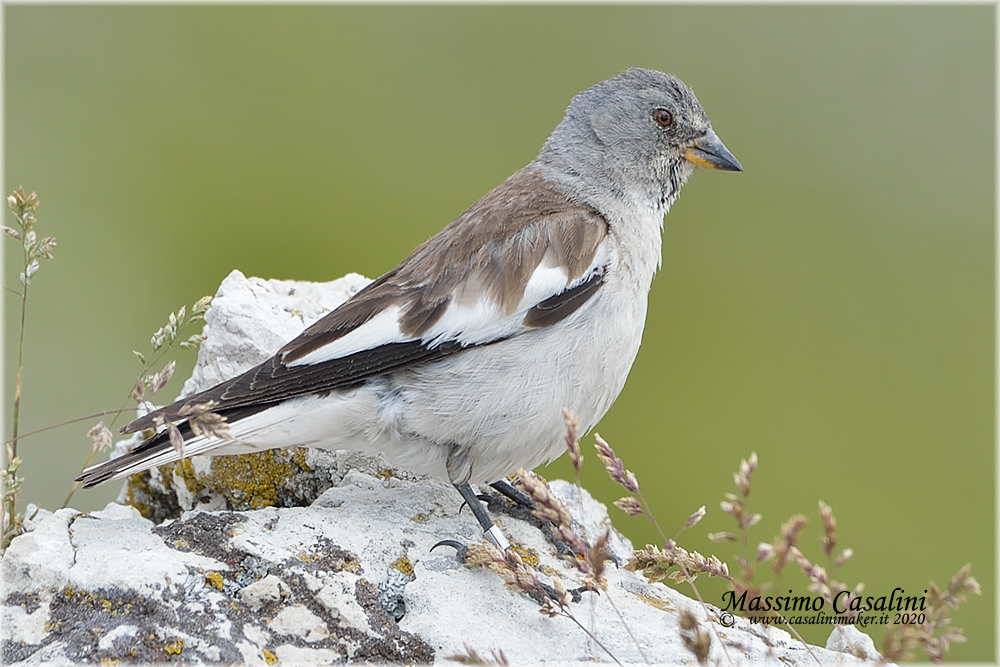 junco alpino