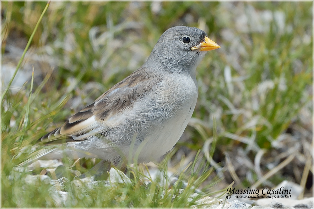 junco alpino